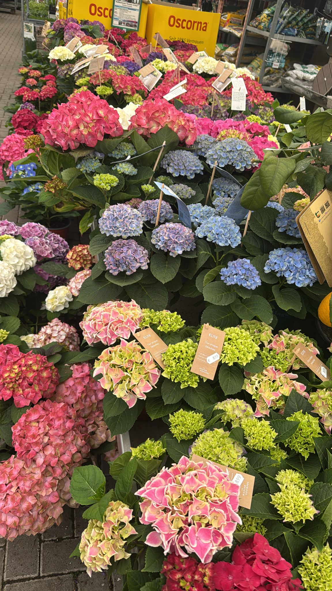 Bunte vielfältige Auswahl an Sommerblumen!